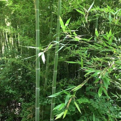 Bamboo Forest